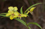 Lanceleaf loosestrife